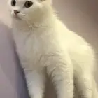 قطط الاحساء