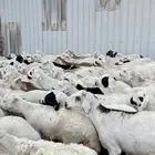 طليان سواكن شبيه الحري دمازين مرابى ذبائح
