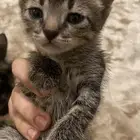 قطة جميلة للتبني