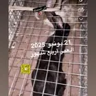 أرانب العدد 100 زوده ينقص فيه تفريد