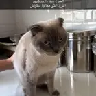 قطه همالايا سكوتش