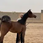 مهره شعبيه عينها نادره وشيخه تم البيع