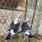 حمام زاجل شرط صحه ونتاج