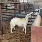 تم البيع الحري الذبيحه الشرط