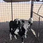 للبيع 6 طليان مشاريك 4 خرفان و 2 رخال عمر ثلاث اشهر