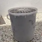تمر برني مطوق رقم اثنين شي طيب