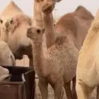 حواره طيبه جدا