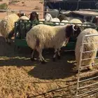 خرفان نعيم جبره