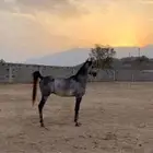 خيل شعبي فاخر
