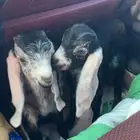 دواغير تيس وجفره