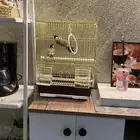 زوج عصافير للبيع