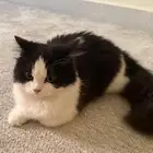 قط لتبني