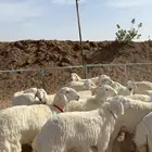 رخال صنف الصنف تاسيس مراح ( تم البيع )
