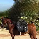 حصان فاخر