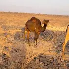 بكرهه صفرى مفروده العمر سنه و3 شهور