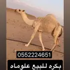 بكره طيبه أطيب من التصوير