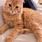 قط شيرازي ذكر للتبني