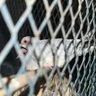 جوز يمام ماسي للبيع او بدل