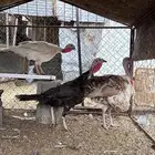 ديك ودجاجتين رومي كفو
