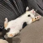 قطة انثى صغيرة للتبني