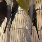 بادجي و كروان