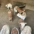 خرفان رفيد اضاحي معلقه