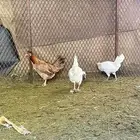 اربع دجاج ثنتين تبيض و ثنتين جمد