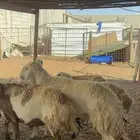 غنم حريه ومهجنه رغث ودفيع بالفحل ب1500