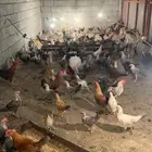 دجاج بلدي وفيومي