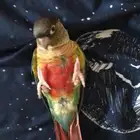 ببغاء