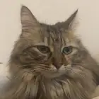 قطة مفقوده بالجبيل جلموده اللي يلقاها يتواصل