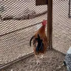للبيع ديك للتواصل