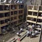 حمام زاجل جروم طيبه