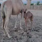 خلفه مهجنه ذلول