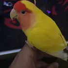 روز لاتينو