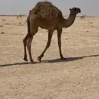 قعود للبيع
