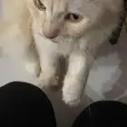 قط للبيع انثى