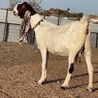 عنز هولنديه دافع شرط