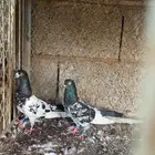 جوز رام بطل