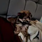 أنثى كلب للبيع