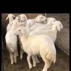 ذبايح وطليان حريات ونعيم كفو