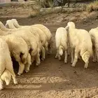 خرفان حريات كفوو مراح واحد و بسعر رمزي