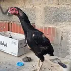 دجاج باكستاني سندي بيور