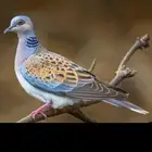 قمري للبيع 5 حبت حي