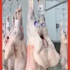 ذبائح نعيمي وتيوس وسواكني جذع ولباني وحاشي وعجل