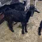 تيوس مندي مرابي