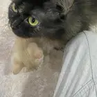 قطه وابنها الاشقر