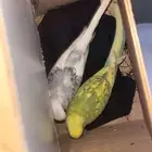 طيور العمر من 5ايلا 6شهور