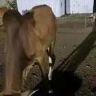 بقر