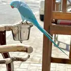 ذكر ازرق